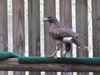 7 One of Two Harris' Hawks Being Returned to Texas