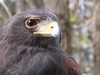 8 Resident Harris' Hawk at the Carolina Raptor Center