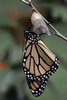 Monarch Butterfly - Freshly Emerged Monarch