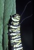 Monarch Butterfly - Mature Caterpillar Eating Milkweed Leaf