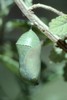 Monarch Butterfly - Pupa - Green Stage