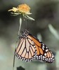 Monarch Butterfly - Resting Below Flower
