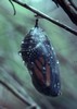 Monarch Butterfly - Transparent Pupa - Just Prior to Emerging