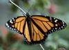 Monarch Butterfly - With Wings Spread