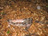 Neches River Mitigation Site - Rat Snake Eating a Squirrel