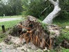 Goliad State Park Downed Tree