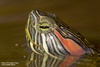 Red-eared Slider Turtle on Knibbe Ranch