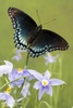 Red-spotted Purple Butterfly on Rosetta Ranch