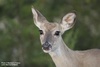 White-tailed Deer on Red Corral Ranch
