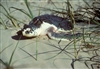 Kemp's Ridley Sea Turtle Female Nesting, Padre Island