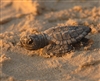 Kemp's Ridley Sea Turtle Hatchling
