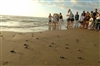 Kemp's Ridley Sea Turtle Hatchling Release, South Padre Island 2