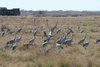 Sandhill Cranes Near Created Marsh