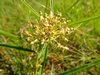 Asclepias Longifolia - Longleaf Milkweed, Common to Texas Coastal Prairies and Pine Savannahs