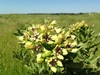 Asclepias Viridis - Green Milkweed, Abundant in Eastern Texas