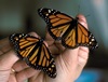 Male (r) and Female Monarch Butterflies