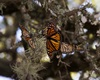 Monarch Butterflies on Ball Moss