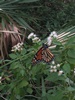 Monarch Butterfly on White Mistflower