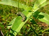 Monarch Larvae on Green Milkweed
