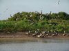 Brown Pelicans on North Deer Island