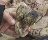 Oyster Bust Photo 09