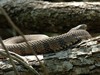 Snake on Log on Paddling Trail