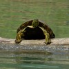 Turtle on Log on Paddling Trail