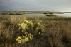3 - Cactus and Wetlands Along Powderhorn Lake