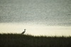 3 - Great Egret on Powderhorn Lake