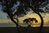 3 - Trees at Sunset on Matagorda Bay at Powderhorn Ranch
