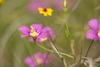 3 - Wildflowers at Powderhorn Ranch, Horizontal