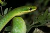 Rough Green Snake at Resaca de la Palma State Park