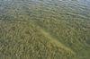 Seagrass Propeller Scar in Redfish Bay
