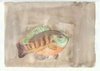 State-fish Art Contest 2008 - 3rd August McBride