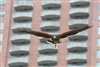 Bay Winged Hawk