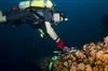 Diver Examining Artificial Reef Marine Life