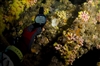 Diver Holding Watch Up to Artificial Reef
