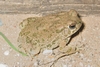 Texas Toad - Brown County 2 2009