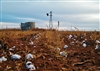 Dry Cotton Field Near Ropesville, Texas