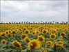 03 Sunflowers Brownsville