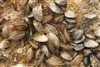 Zebra Mussels Img 3017 Media