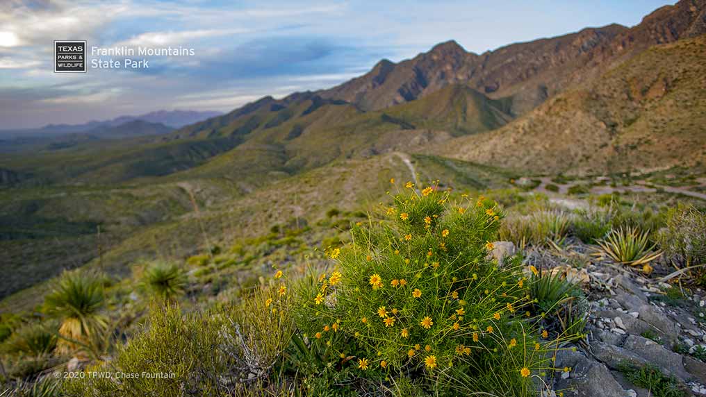 Spring wildflowers at Franklin Mountains State Park