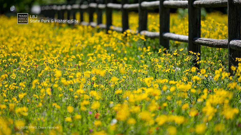 Spring wildflowers at LBJ State Park