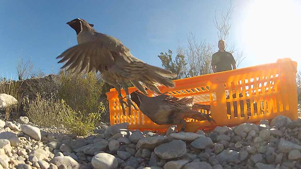 Catching Up on Quail, Balmorhea Cool & RVs