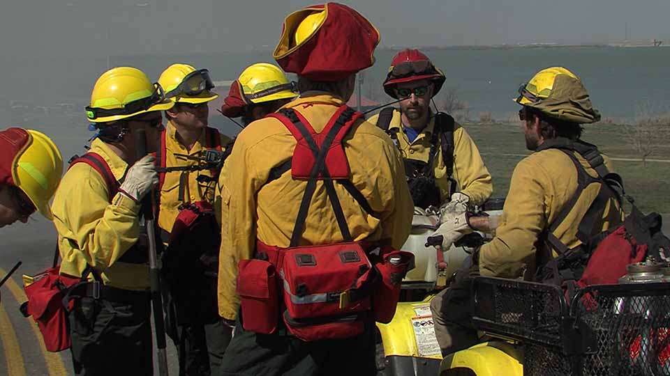 Wild Firefighters, Cup Crusaders & Rabbits