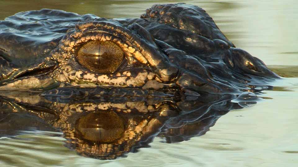 Gator Hunt, Neches Refuge & the Eco-tainer