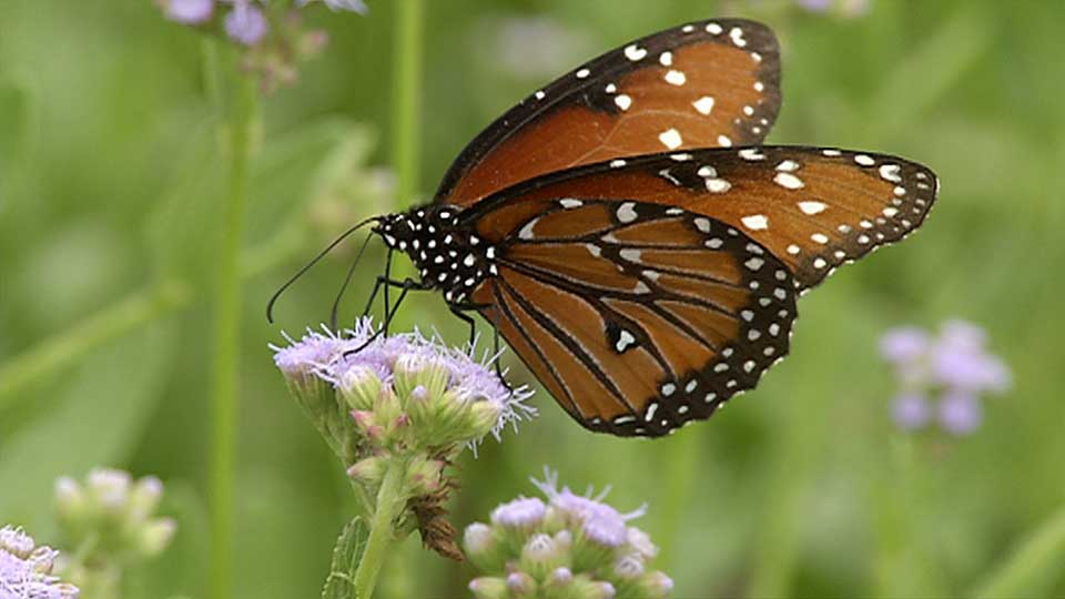 Butterfly Beauty, Enchanted Rock & the Inspiring Ecologist