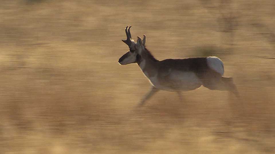 Pronghorns, Tent Revival & a Sinking Ship