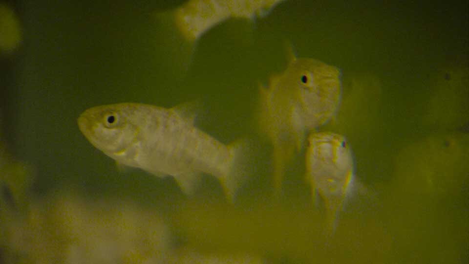 Pecos Pupfish, Prairie Dogs & Buffalo Soldiers