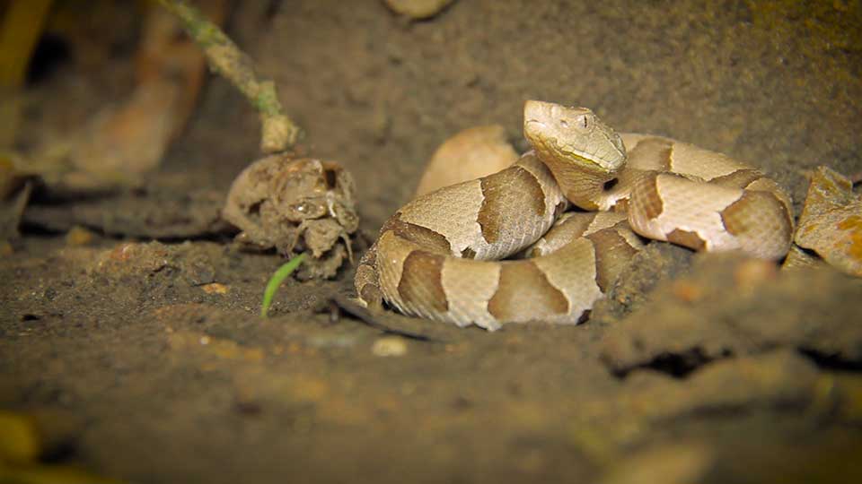 Catching Copperheads, City Camping & Delicious Dove